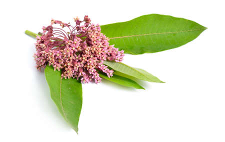 Asclepias syriaca, commonly called common milkweed, butterfly flower, silkweed, silky swallow-wort, and Virginia silkweed. Isolated on white.の写真素材