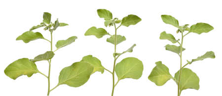 Withania somnifera, known commonly as ashwagandha, Indian ginseng, poison gooseberry, or winter cherry. Isolatedの写真素材