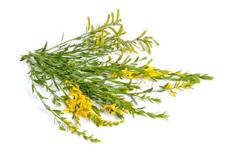 Genista tinctoria, the dyers greenweed or dyers broom. Isolated on white backgroundの写真素材