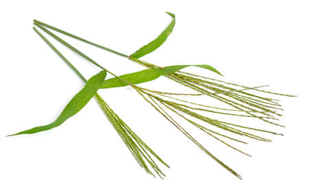 Cynodon dactylon, known as Bermuda grass, Dhoob, durva grass, ethana grass, dubo, dogs tooth grass. Isolated.の写真素材