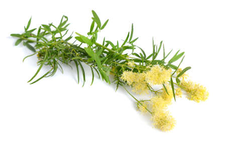 Thalictrum flavum or Meadow-rue isolated on white backgroundの写真素材