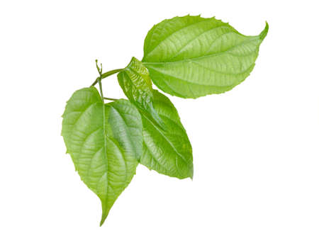 Young sprout Plukenetia volubilis, commonly known as sacha inchi, sacha peanut, mountain peanut,...