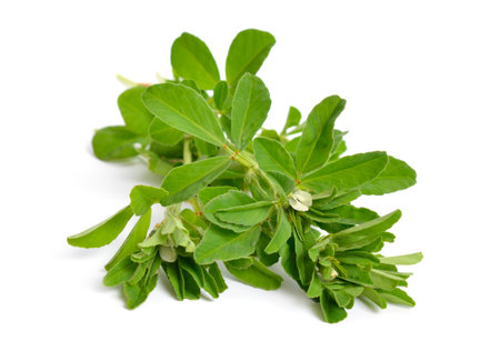 Fenugreek or Trigonella foenum-graecum. Green plant. Isolated on white backgroundの写真素材