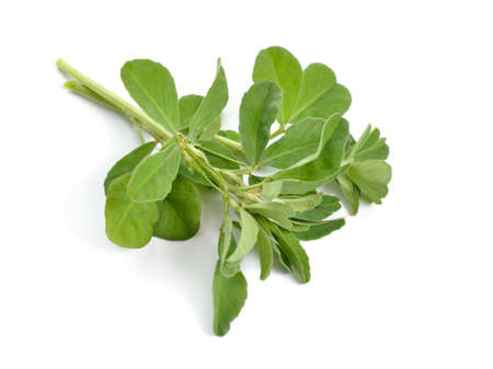 Fenugreek or Trigonella foenum-graecum. Green plant. Isolated on white backgroundの写真素材
