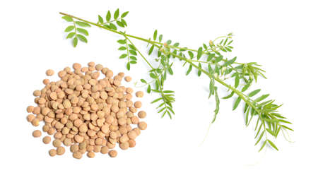 lentil plant with dried green seed or Lens culinaris or Lens esculenta. With flowers isolated.の写真素材
