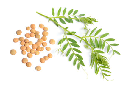 lentil plant with dried green seed or Lens culinaris or Lens esculenta. With flowers isolated.の写真素材