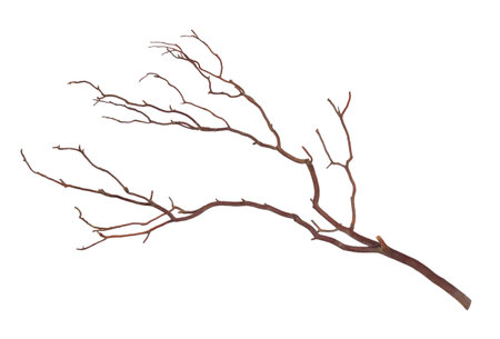 Plane tree or Platanus branch isolated on white background.の写真素材