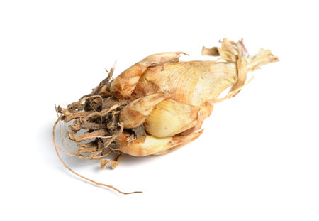 Bulbs Agave amica, formerly Polianthes tuberosa or tuberose isolatedの写真素材