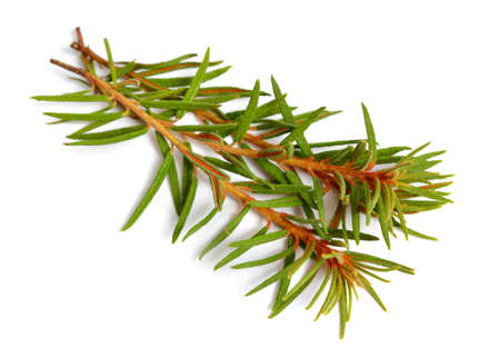 Rhododendron tomentosum, Ledum palustre or marsh Labrador tea, northern Labrador tea or wild rosemary, Ledum.の写真素材