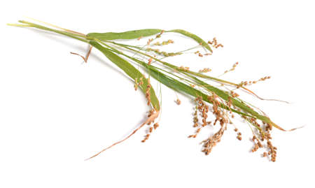 Panicum miliaceum or proso millet, broomcorn millet, hog millet, Kashfi millet, red millet, and white millet isolatedの写真素材