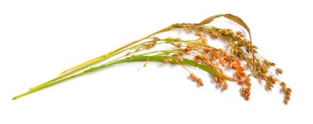 Panicum miliaceum or proso millet, broomcorn millet, hog millet, Kashfi millet, red millet, and white millet isolatedの写真素材