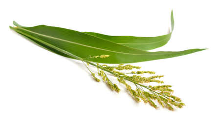 Sorghum bicolor, commonly called sorghum and also known as great millet, durra, jowari, jowar or milo. Isolatedの写真素材