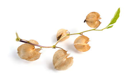 Nicandra physalodes. It is known by the common names apple-of-Peru and shoo-fly plant. Isolatedの写真素材
