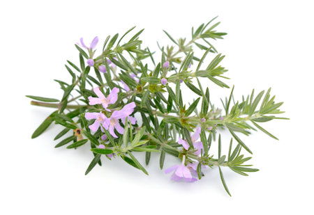 Westringia eremicola, commonly known as slender westringia or slender western rosemary. Isolated on white backgroundの写真素材