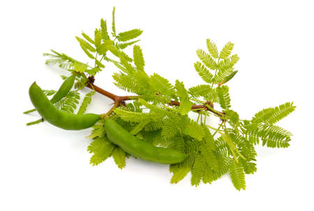 Acacia, commonly known as the wattles or acacias. Isolated.の写真素材