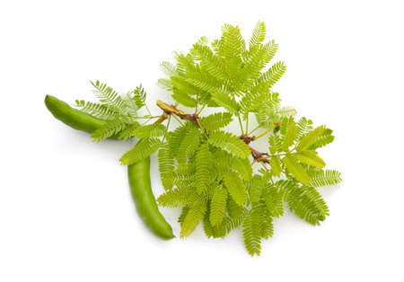 Acacia, commonly known as the wattles or acacias. Isolated.の写真素材