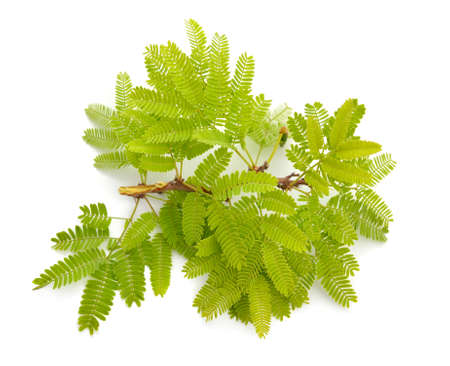 Acacia, commonly known as the wattles or acacias. Isolated.の写真素材