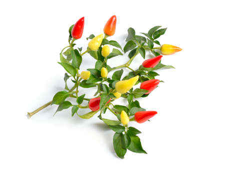 Small hot red chili isolated on white backgroundの写真素材