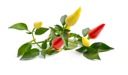 Small hot red chili isolated on white backgroundの写真素材
