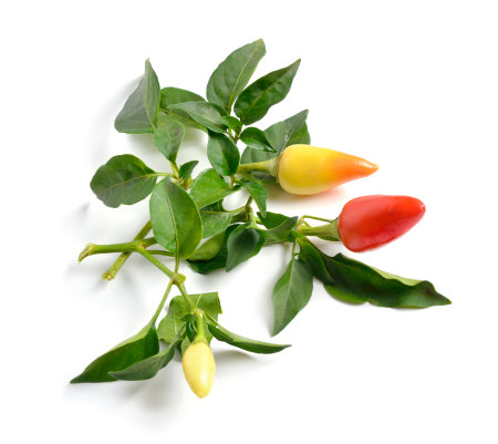 Small hot red chili isolated on white backgroundの写真素材