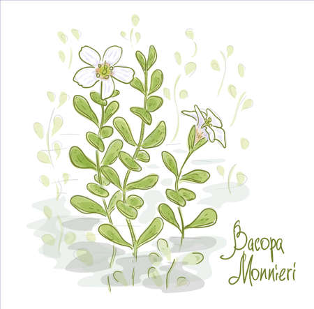 Bacopa monnieri or waterhyssop, brahmi, thyme-leafed gratiola, herb of grace and Indian pennywort.のイラスト素材