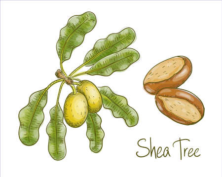 Vitellaria paradoxa or shea tree, shi tree. Vector illustration.のイラスト素材