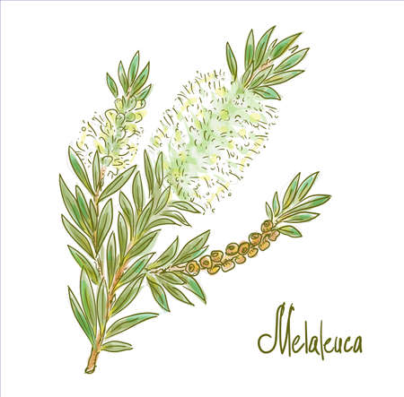 Melaleuca or paperbarks, honey-myrtles or tea-trees. Vector illustrationのイラスト素材