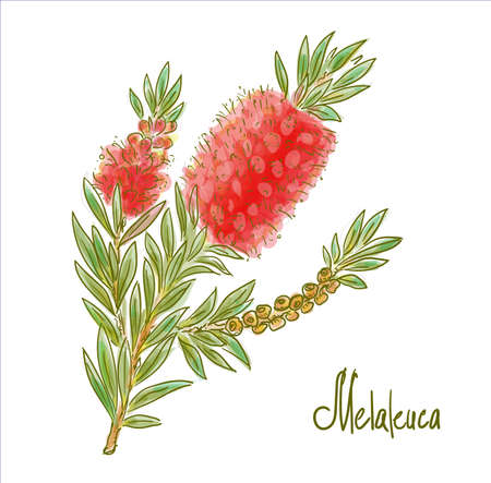 Melaleuca or paperbarks, honey-myrtles or tea-trees. Vector illustrationのイラスト素材