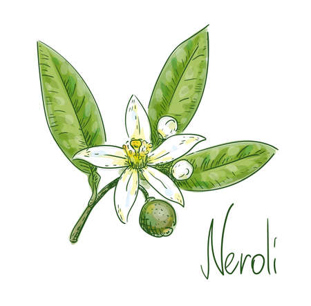 Bitter orange foliage, blossoms and green fruit. Vector illustrationのイラスト素材