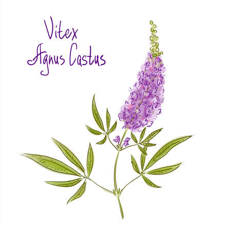 Vitex agnus-castus, also called vitex, chaste tree or chastetree, chasteberryのイラスト素材