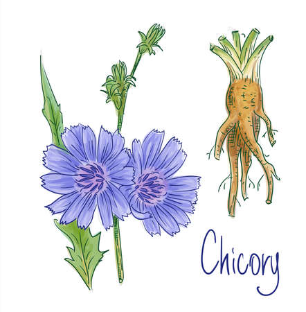 Common chicory or Cichorium intybus. Vector illustration.のイラスト素材