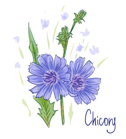 Common chicory or Cichorium intybus. Vector illustration.のイラスト素材