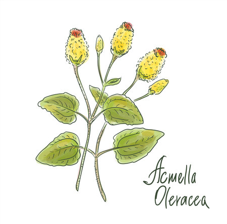 Acmella oleracea, toothache plant, paracress, Sichuan buttons, buzz buttons, tingflowers and electric daisyのイラスト素材
