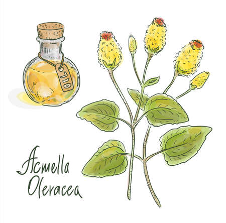 Acmella oleracea, toothache plant, paracress, Sichuan buttons, buzz buttons, tingflowers and electric daisyのイラスト素材