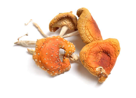 Dried Amanita muscaria, commonly known as the fly agaric or fly amanita. Isolated on white backgroundの写真素材