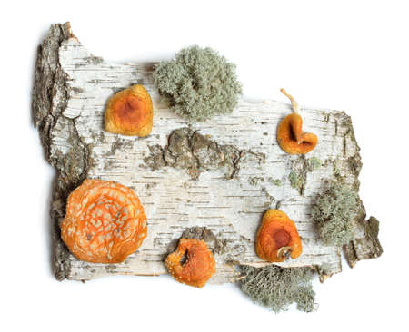 The front sides of a piece of birch bark with dried Amanita muscaria. Isolated on white backgroundの写真素材