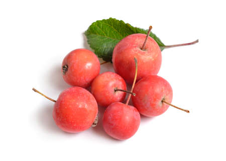 Malus baccata known by the common names Siberian crab apple, Siberian crab, Manchurian crab appleの写真素材