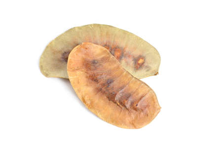 Seed Senna or sennas. Isolated on white background.の写真素材