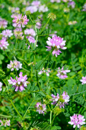 Securigera varia or Coronilla varia, commonly known as crownvetch or purple crown vetchの写真素材