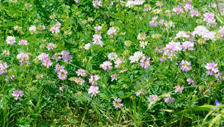 Securigera varia or Coronilla varia, commonly known as crownvetch or purple crown vetchの写真素材
