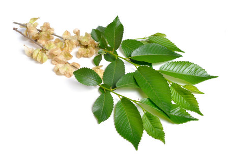 Wych elm, Ulmus glabra leaves and seeds. Isolatedの写真素材