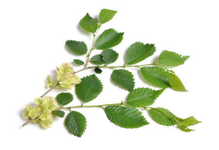 Wych elm, Ulmus glabra leaves and seeds. Isolatedの写真素材