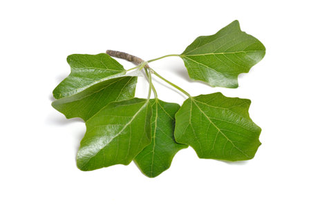 Populus alba, commonly called silver poplar, silverleaf poplar, or white poplar. Isolated on white backgroundの写真素材