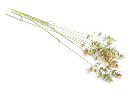 Poa bulbosa or bulbous bluegrass, bulbous meadow-grass. Isolated on white b ackgroundの写真素材