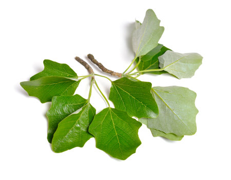 Populus alba, commonly called silver poplar, silverleaf poplar, or white poplar. Isolated on white backgroundの写真素材