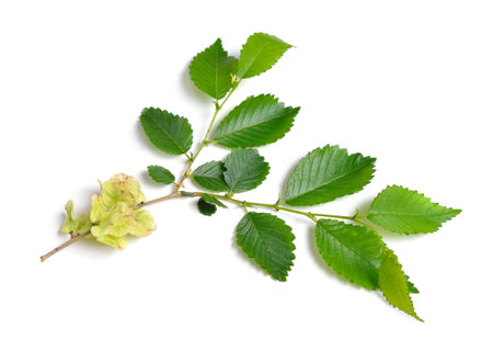 Wych elm, Ulmus glabra leaves and seeds. Isolatedの写真素材