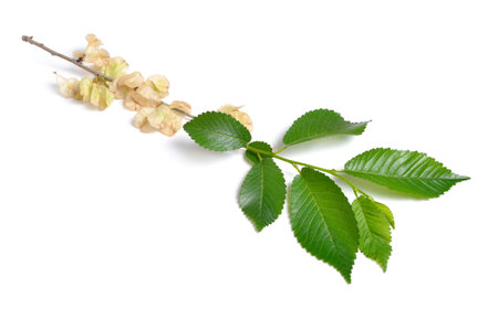 Wych elm, Ulmus glabra leaves and seeds. Isolatedの写真素材