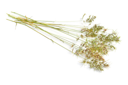Poa bulbosa or bulbous bluegrass, bulbous meadow-grass. Isolated on white b ackgroundの写真素材