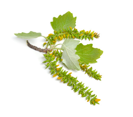 Populus alba, commonly called silver poplar, silverleaf poplar, or white poplar. Isolated on white backgroundの写真素材