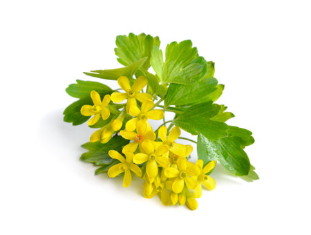 Ribes aureum, golden currant, clove currant, pruterberry and buffalo currant, Ribes odoratum. Isolatedの写真素材